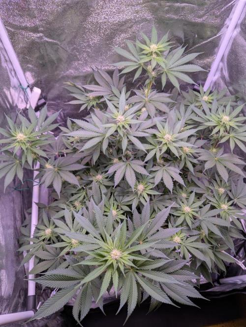 Critical Kush 60x60 (Gelato #45 RIP). Week 9