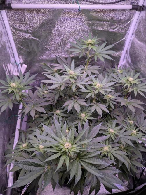 Critical Kush 60x60 (Gelato #45 RIP). Week 9