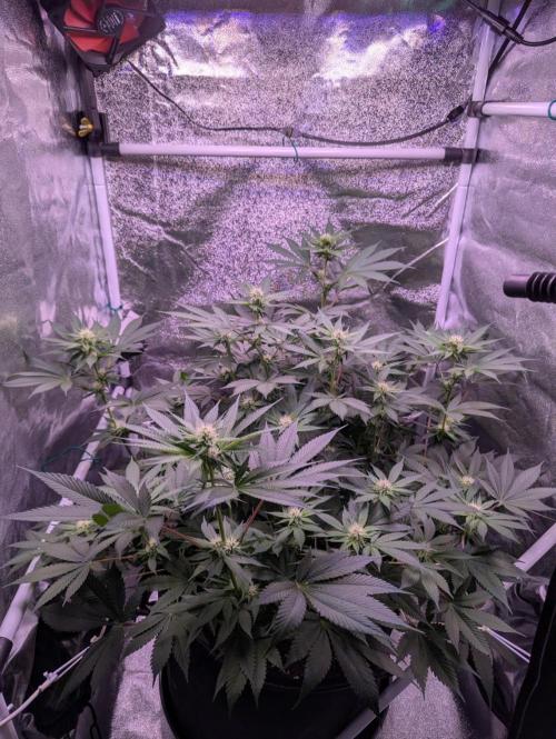 Critical Kush 60x60 (Gelato #45 RIP). Week 9