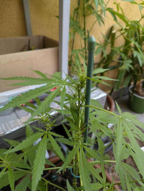 Ananas Express + Amnesia (Auto, Outdoor). Week 7 - Ananas
