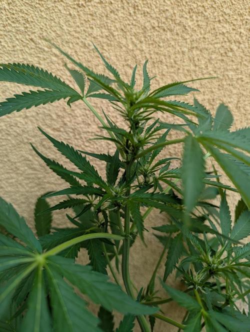 Ananas Express + Amnesia (Auto, Outdoor). Week 7 - Amnesia