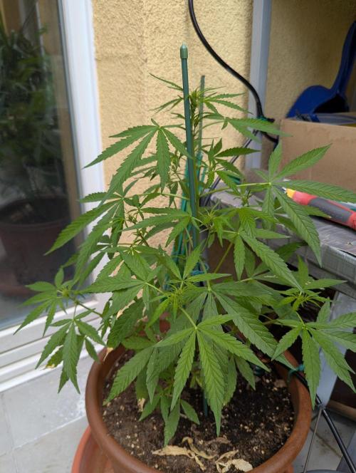 Ananas Express + Amnesia (Auto, Outdoor). Week 7 - Ananas