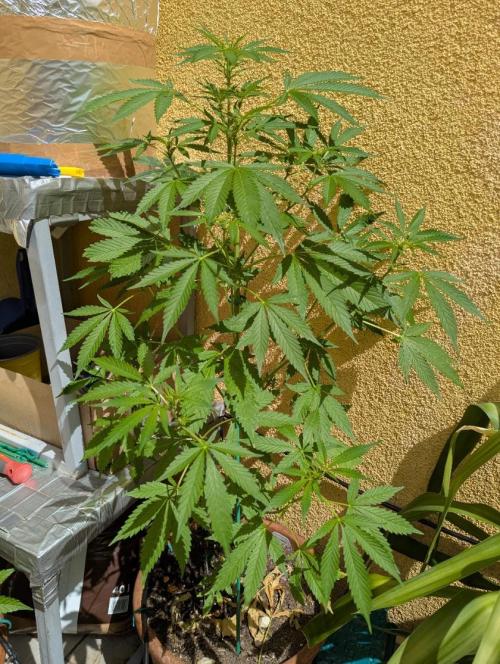 Ananas Express + Amnesia (Auto, Outdoor). Week 7 - Amnesia