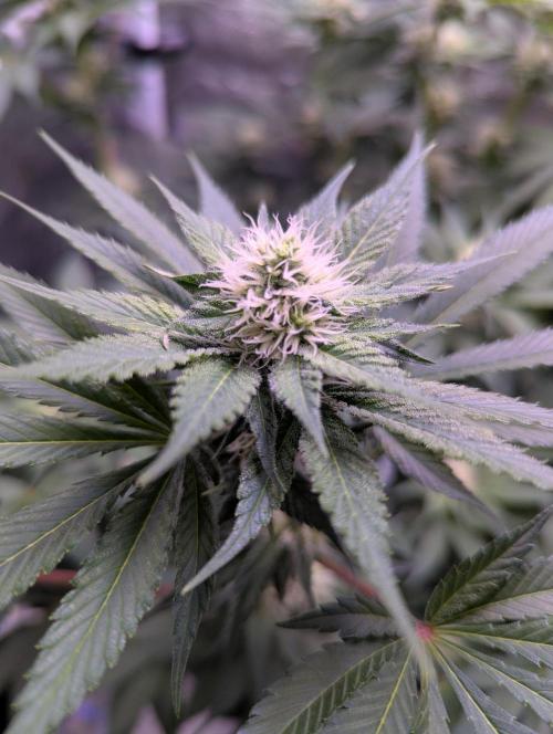 Critical Kush 60x60 (Gelato #45 RIP). Week 10