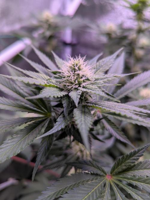 Critical Kush 60x60 (Gelato #45 RIP). Week 10