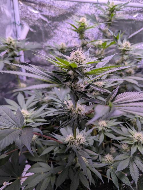 Critical Kush 60x60 (Gelato #45 RIP). Week 10