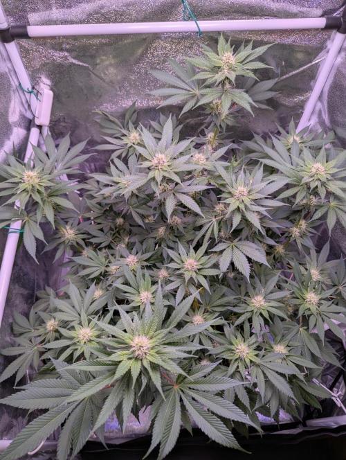 Critical Kush 60x60 (Gelato #45 RIP). Week 10