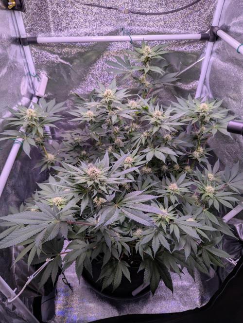 Critical Kush 60x60 (Gelato #45 RIP). Week 10