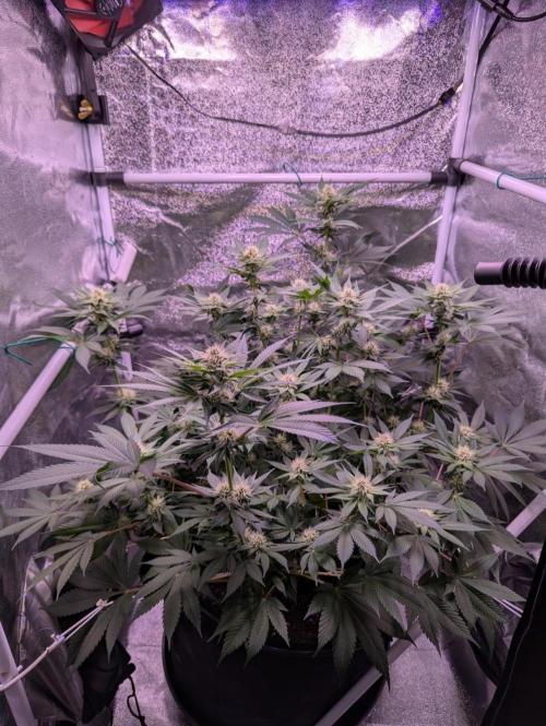 Critical Kush 60x60 (Gelato #45 RIP). Week 10
