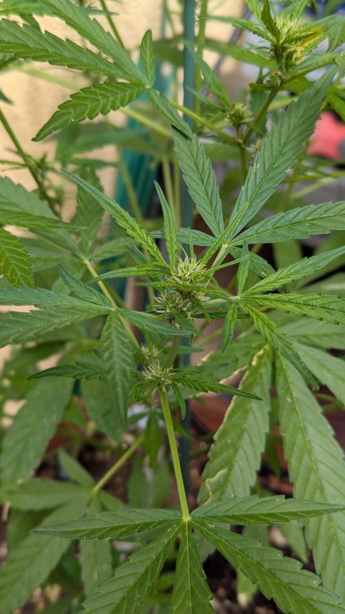Ananas Express + Amnesia (Auto, Outdoor). Week 8