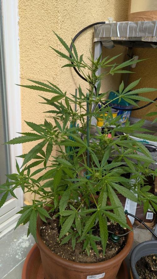 Ananas Express + Amnesia (Auto, Outdoor). Week 8