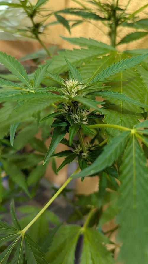 Ananas Express + Amnesia (Auto, Outdoor). Week 8