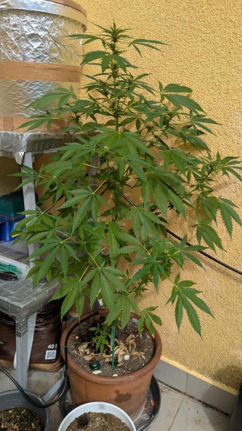 Ananas Express + Amnesia (Auto, Outdoor). Week 8