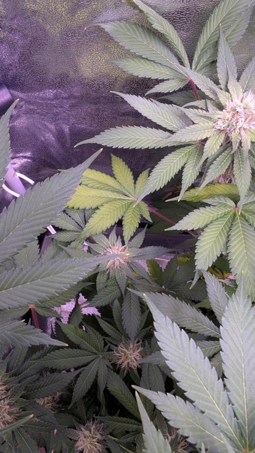 Critical Kush 60x60 (Gelato #45 RIP). Week 11