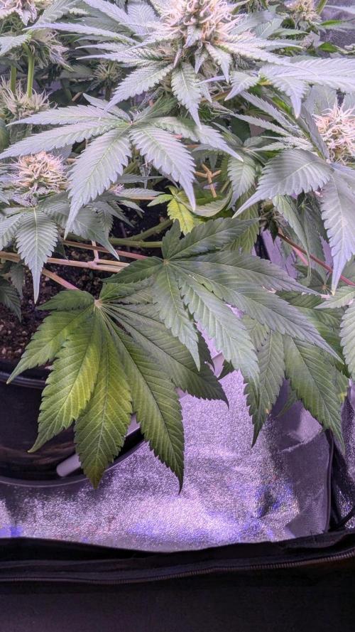 Critical Kush 60x60 (Gelato #45 RIP). Week 11