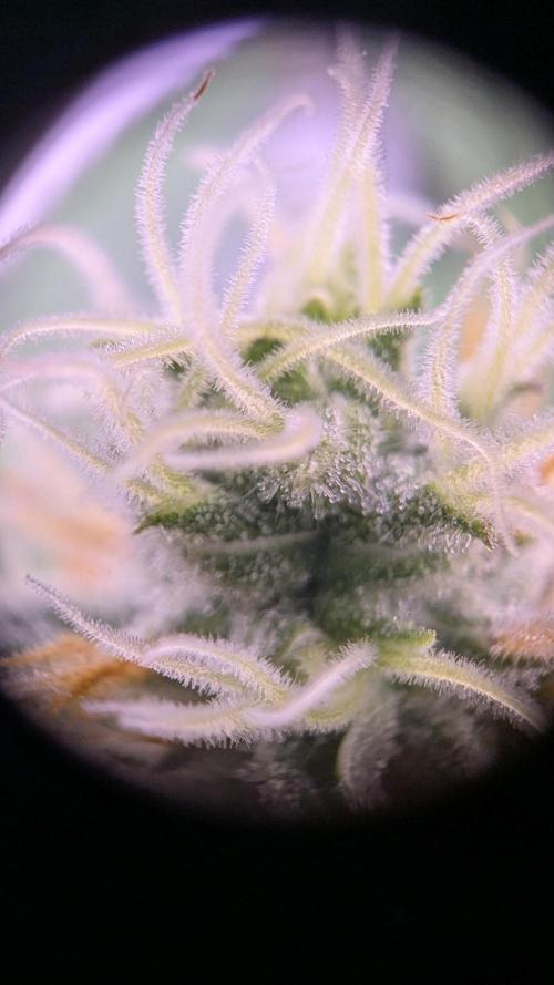 Critical Kush 60x60 (Gelato #45 RIP). Week 11