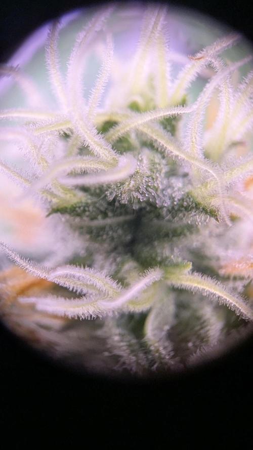 Critical Kush 60x60 (Gelato #45 RIP). Week 11