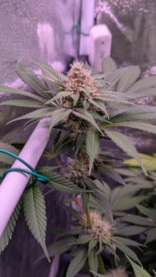 Critical Kush 60x60 (Gelato #45 RIP). Week 11