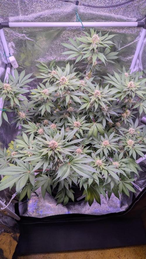 Critical Kush 60x60 (Gelato #45 RIP). Week 11