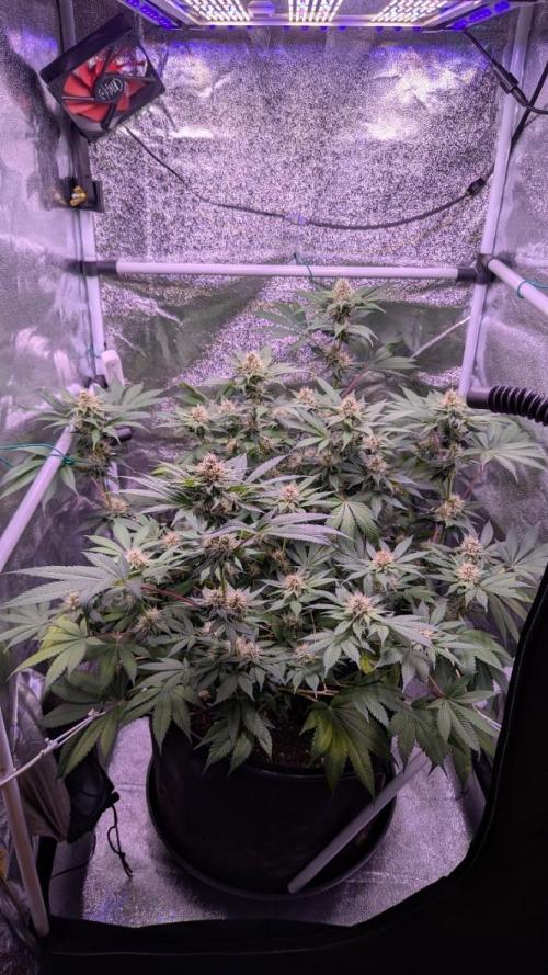 Critical Kush 60x60 (Gelato #45 RIP). Week 11