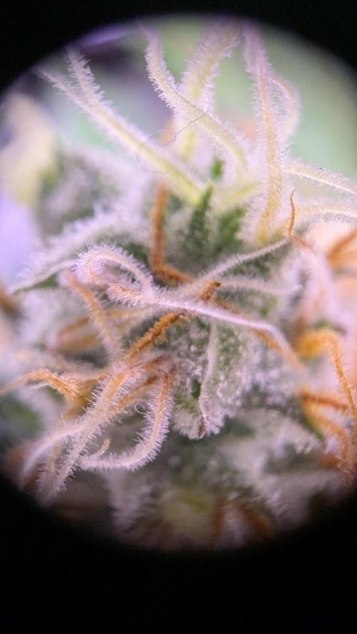 Critical Kush 60x60 (Gelato #45 RIP). Week 12