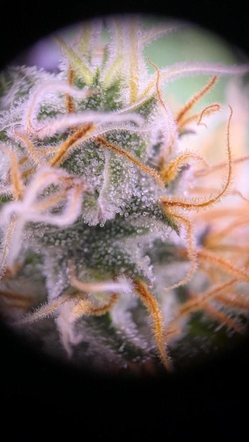 Critical Kush 60x60 (Gelato #45 RIP). Week 12
