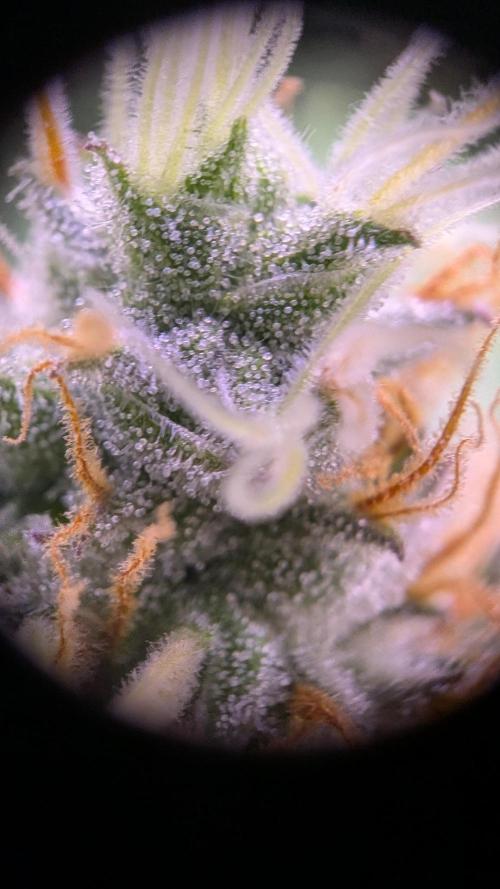 Critical Kush 60x60 (Gelato #45 RIP). Week 12