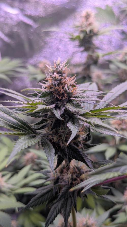 Critical Kush 60x60 (Gelato #45 RIP). Week 12