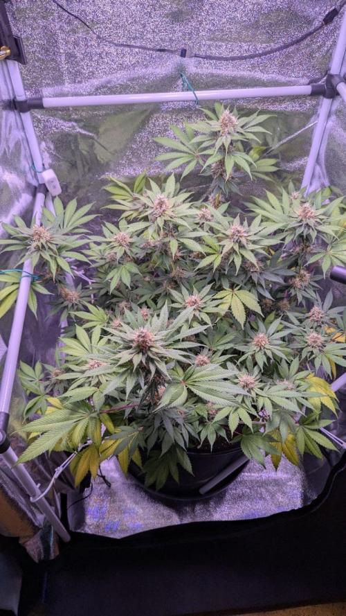 Critical Kush 60x60 (Gelato #45 RIP). Week 12
