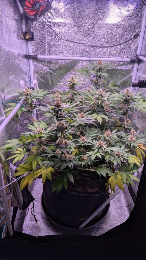 Critical Kush 60x60 (Gelato #45 RIP). Week 12