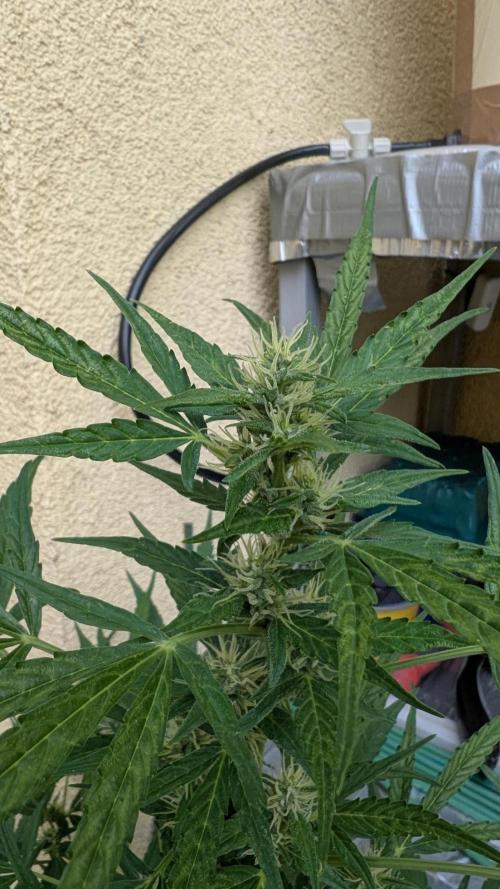 Ananas Express + Amnesia (Auto, Outdoor). Week 9 - Ananas