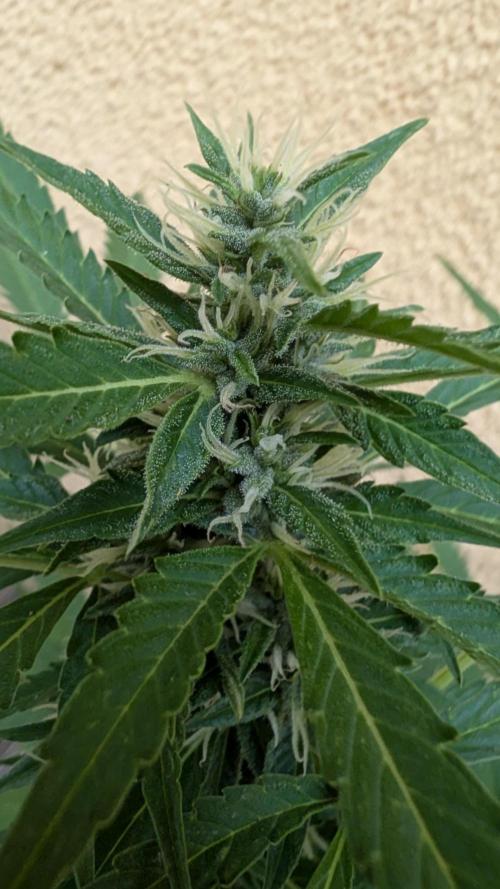 Ananas Express + Amnesia (Auto, Outdoor). Week 9 - Amnesia