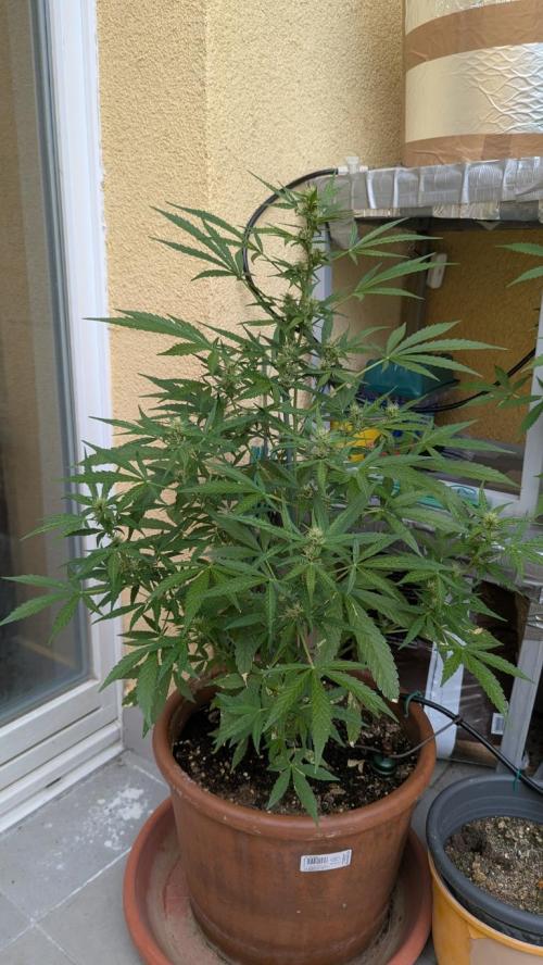 Ananas Express + Amnesia (Auto, Outdoor). Week 9 - Ananas