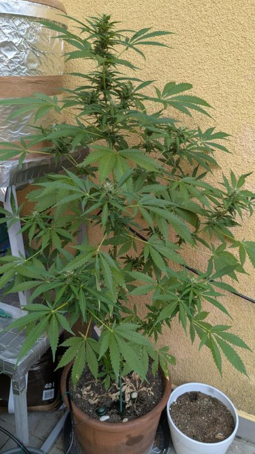 Ananas Express + Amnesia (Auto, Outdoor). Week 9 - Amnesia
