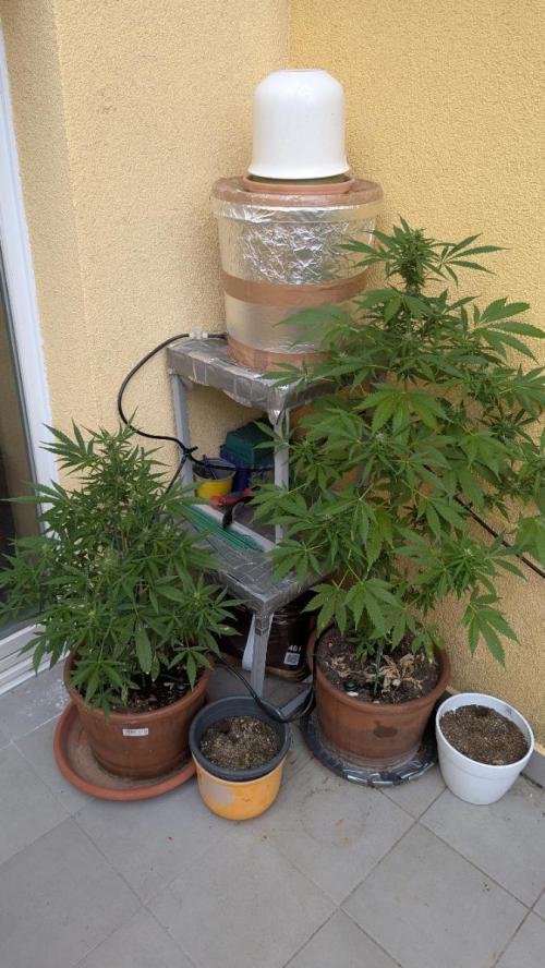 Ananas Express + Amnesia (Auto, Outdoor). Week 9