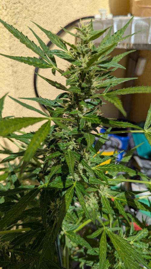 Ananas Express + Amnesia (Auto, Outdoor). Week 10 - Ananas