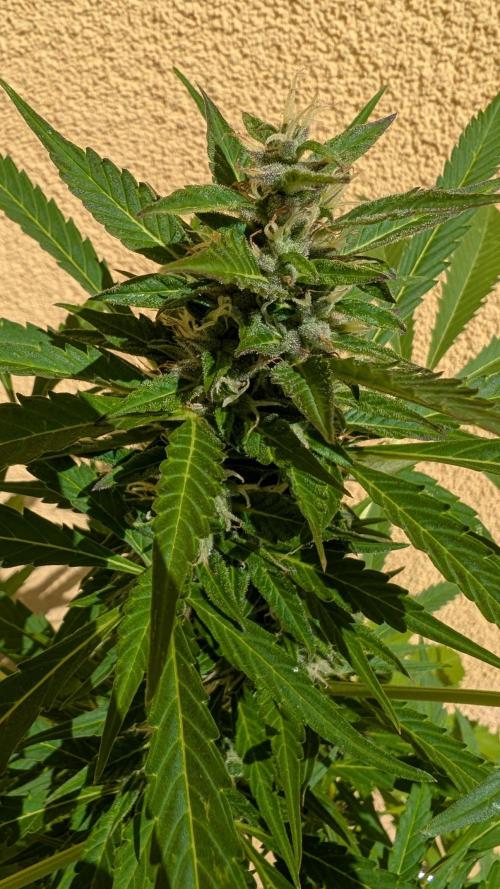 Ananas Express + Amnesia (Auto, Outdoor). Week 10 - Amnesia