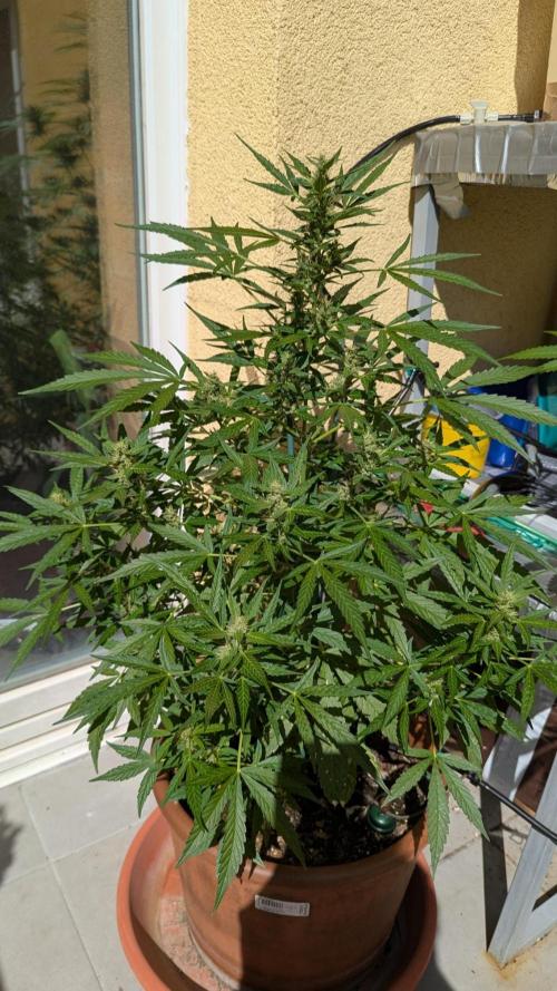 Ananas Express + Amnesia (Auto, Outdoor). Week 10 - Ananas