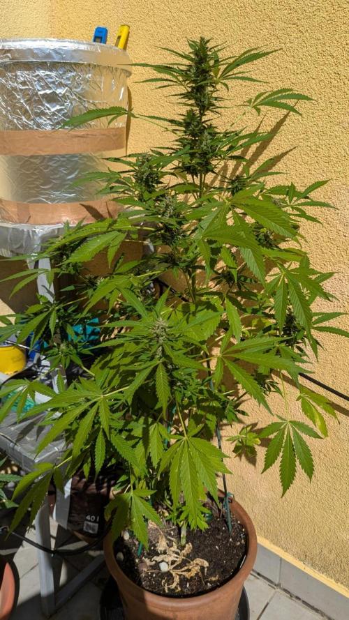 Ananas Express + Amnesia (Auto, Outdoor). Week 10 - Amnesia