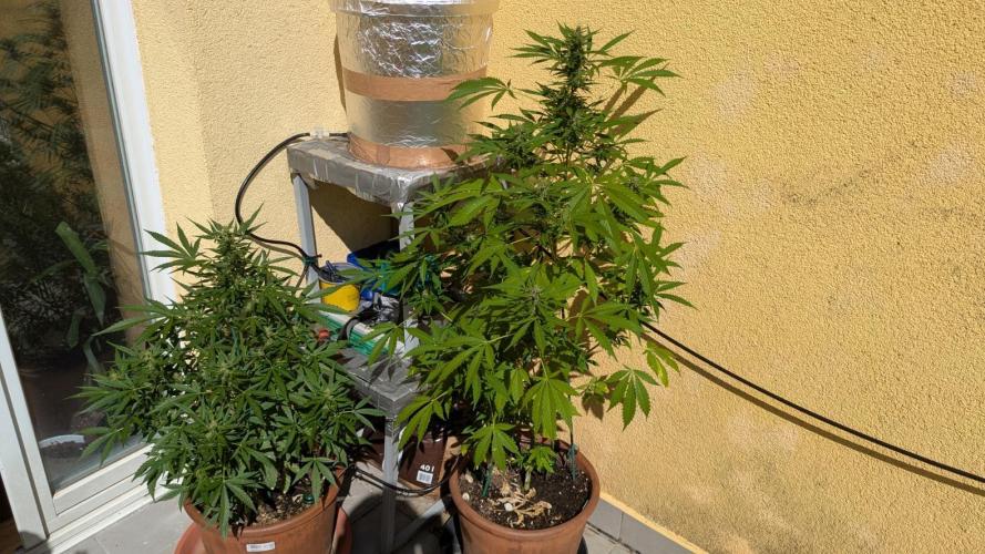 Ananas Express + Amnesia (Auto, Outdoor). Week 10
