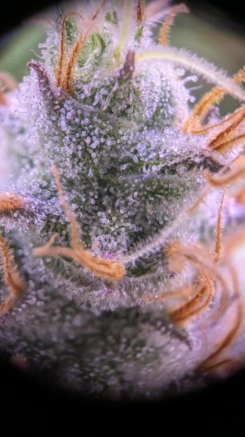 Critical Kush 60x60 (Gelato #45 RIP). Week 13