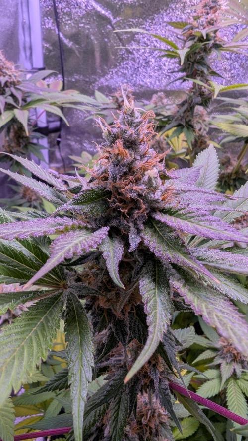 Critical Kush 60x60 (Gelato #45 RIP). Week 13