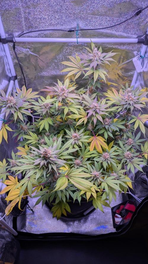 Critical Kush 60x60 (Gelato #45 RIP). Week 13
