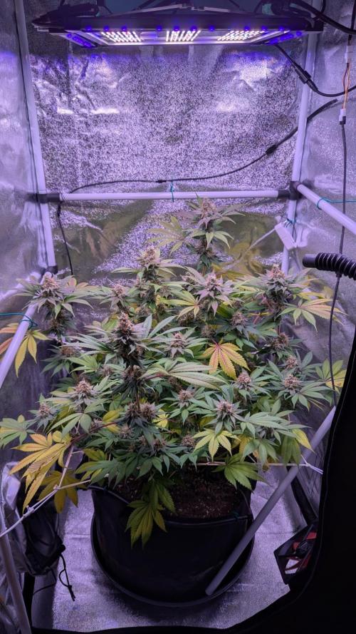 Critical Kush 60x60 (Gelato #45 RIP). Week 13