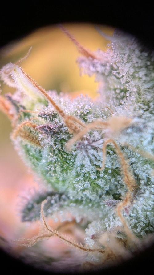 Critical Kush 60x60 (Gelato #45 RIP). Week 14