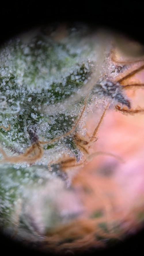 Critical Kush 60x60 (Gelato #45 RIP). Week 14