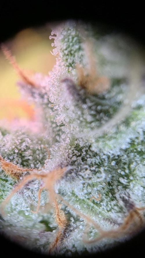 Critical Kush 60x60 (Gelato #45 RIP). Week 14