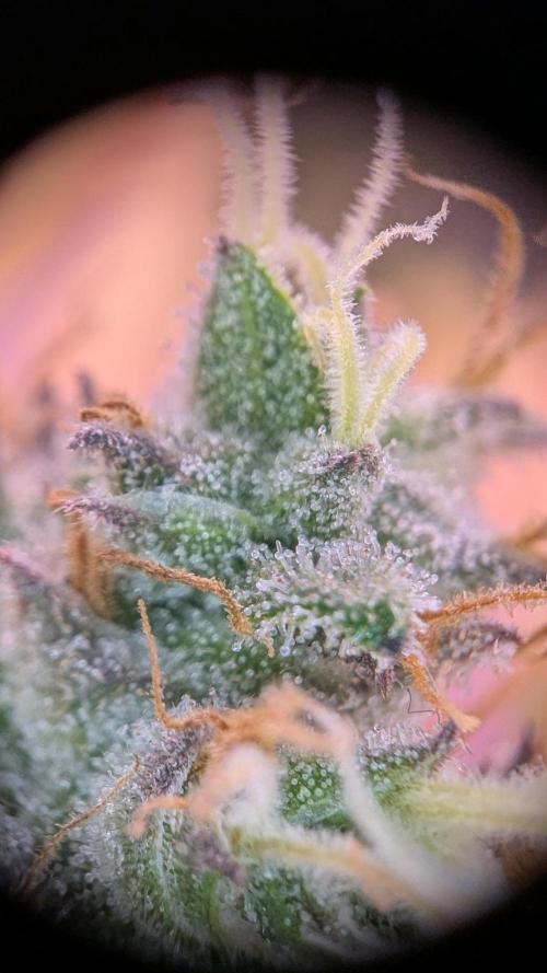 Critical Kush 60x60 (Gelato #45 RIP). Week 14