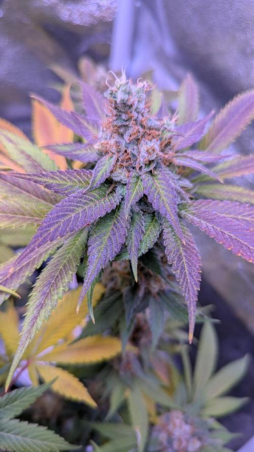 Critical Kush 60x60 (Gelato #45 RIP). Week 14