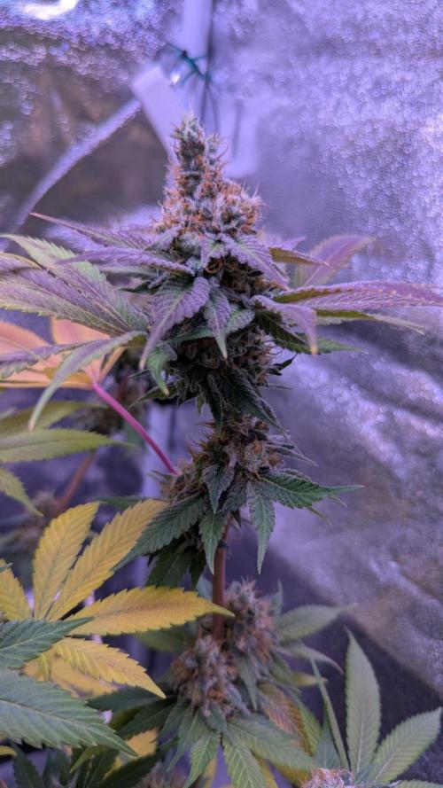 Critical Kush 60x60 (Gelato #45 RIP). Week 14